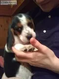 Pure Bred Beagle Puppies.