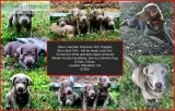 Silver AKC puppies