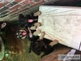 German Shepherd puppies