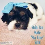 Shihtzu