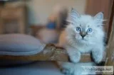 Rare Siberian Neva Masquerade kittens