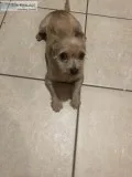 Yorki-poo and dachshund mix