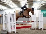 Show Jumping Lessons Spalding