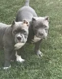 Pocket Bullies