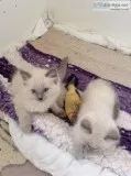 sadsaRagdoll Kittens For Sale - Ragdoll Cats and Kitten For Sale