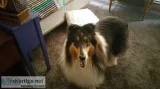 AKC Rough Collie