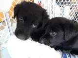 Golden Shepherds