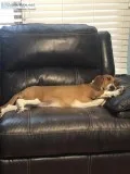 Purebred Basset Hound