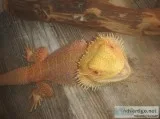 Male 14 barbata bearded dragon hybrid