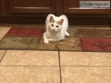 8 month old Cat