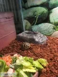 Indian Star tortoise baby