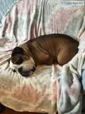 English bulldog 3 years old