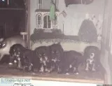 AMERICAN COCKER SPANIELS
