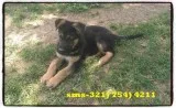 Akc registered German Shepherd puppies