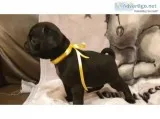 READY NOW Gorgeous KC black pug puppies