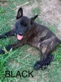 Dutch Shepherd Puppies BORN 4319