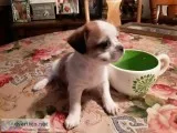 Shichi )Shih tzuChihuahua)