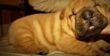 Very Beautiful socialized Chinese Shar Pei puppies for sale