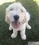 English Cream GoldenDoodle PUPPIES