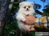 Pure white tiny pomeranian  puppy male