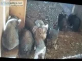 Miniature Baby Pigs