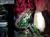 Ball Python with everything