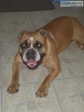 Female Old English Style Bulldog