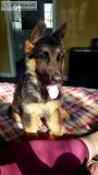 German Shepherd need a forever home