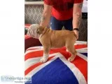 AKC colors English Bulldog puppies