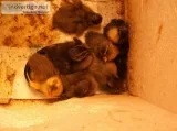 Call Ducklings