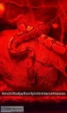 Enchi ball python (2yearsold female)