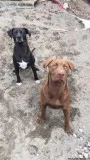 Pitbull lab mix puppies