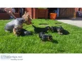 Beautiful yorkies puppies for sale Boys and girls available