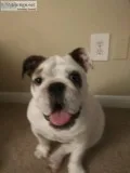 English bulldog
