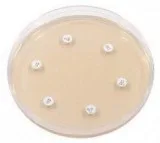 Mueller Hinton Agar Composition