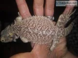 Baby female bearded dragon