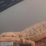 Adult female bearded dragon