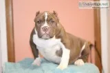 American bully