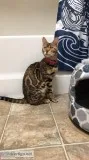 Female Bengal Cat for sale