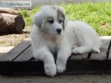 Great Pyrenees Puppies For Sale