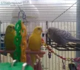 Re-homing 3 Parakeets With or Without Cage