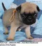 PrebreedAkc Reg Admirable Pug Puppies  