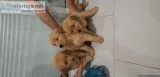 AKc golden retriever puppies