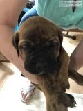 Akc Bullmastiff Pups