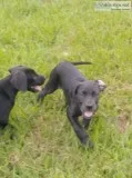 Dane pups