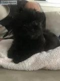 YorkieShih Tzu