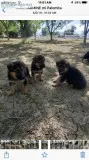 AKC GERMAN SHEPHERD PUPPIES