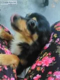 pomchi  pup