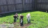 American Akitas