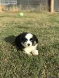 Aussie pups